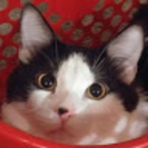 Meet your Posher, Valencia